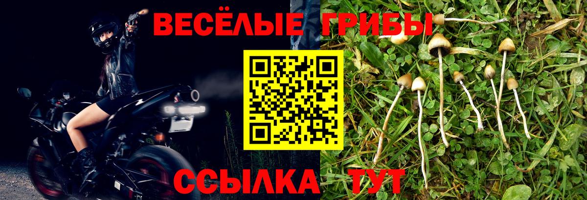 Нижний Тагил  Псилоцибиновые грибы мухоморы  Вход с VPN  Псилоцибиновые грибы Psilocybe 
